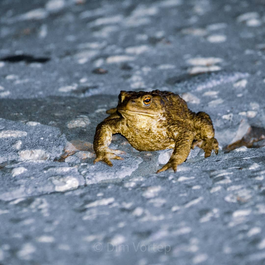 Фото дня в Сыктывкаре: жаба-путешественница