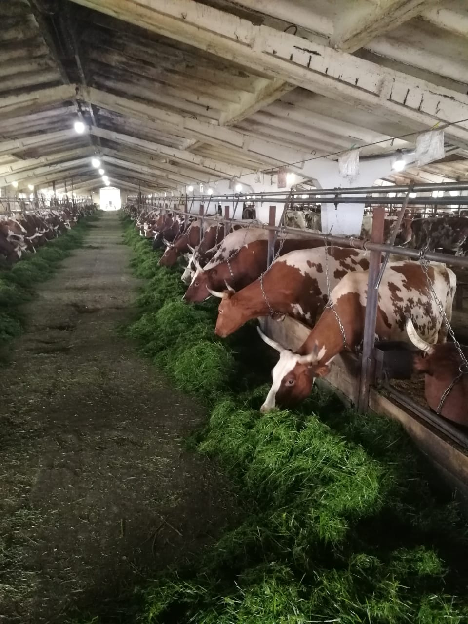 В Коми опровергли слухи о кошмарной ферме, где гибнут животные и страдают люди