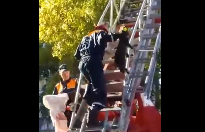 «Спасти рядового котика»: в Коми пушистого питомца с дерева сняли пожарные