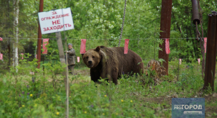 В Коми медведь заявился в детский лагерь