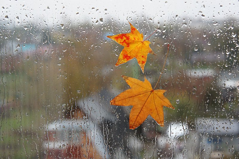 Погода в Сыктывкаре на 14 октября: резкое похолодание и снегопад