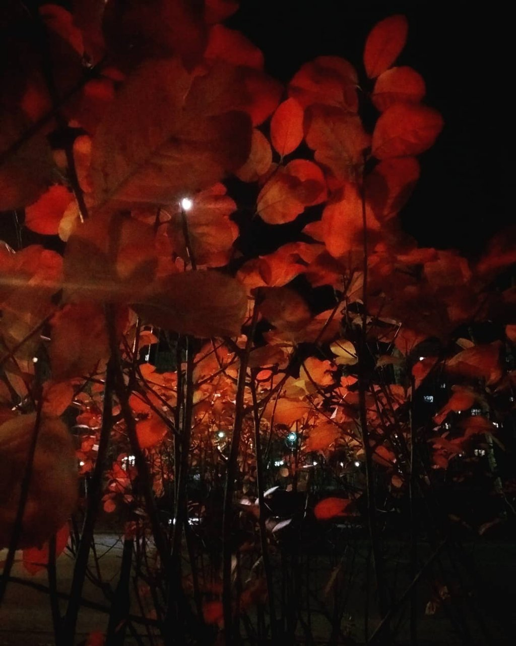 Фото дня в Сыктывкаре: немного осенних октябрьских вечерних красок