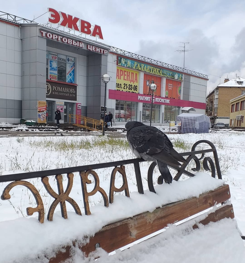 Фото дня в Сыктывкаре: грустный эжвинский голубь