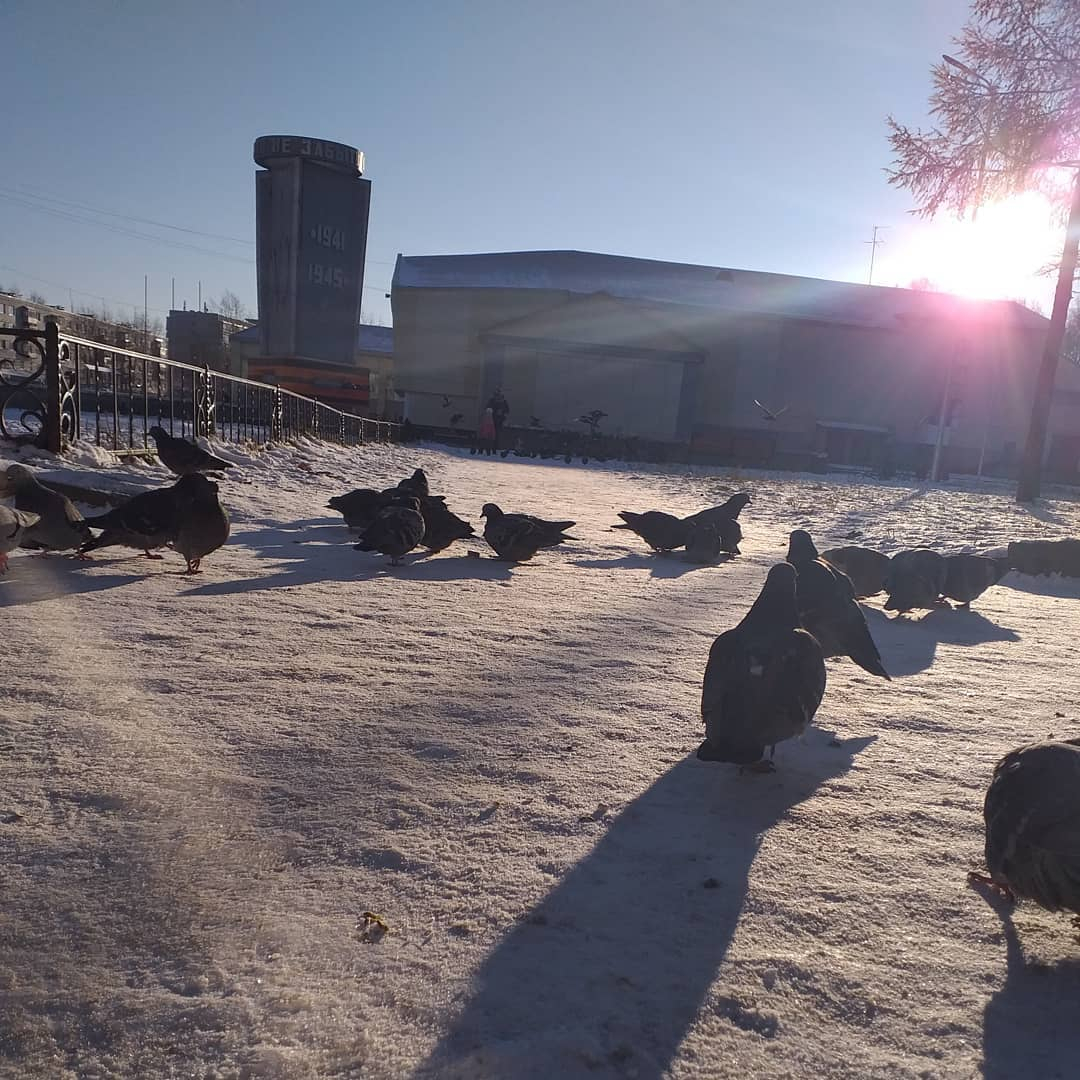 Фото дня от сыктывкарки: голуби под ноябрьским солнцем