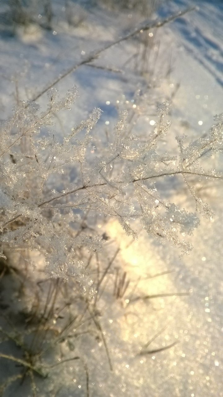 Фото дня в Сыктывкаре: сияющая красота декабрьских морозов