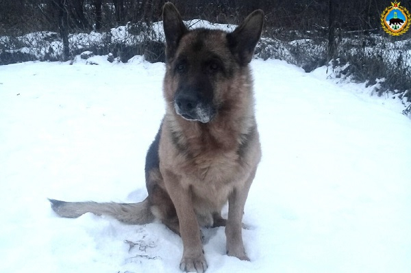 Сыктывкарская собака-полицейский на пенсии нашла новый дом
