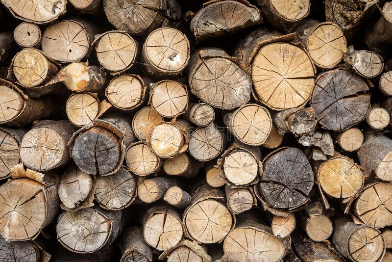 В России разрешат уничтожать незаконную древесину
