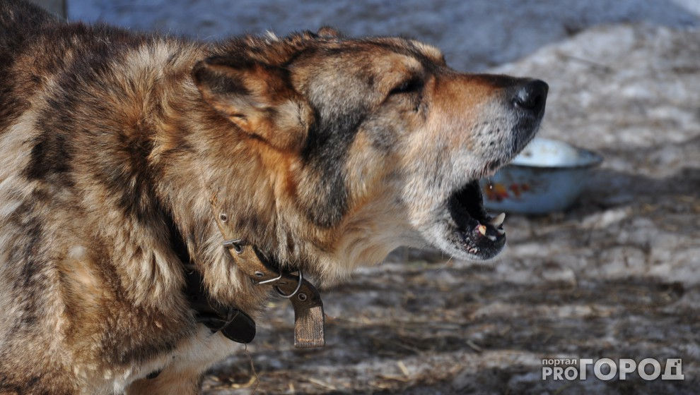 На отлов бездомных собак в Сыктывкаре выделят 2,4 миллиона рублей