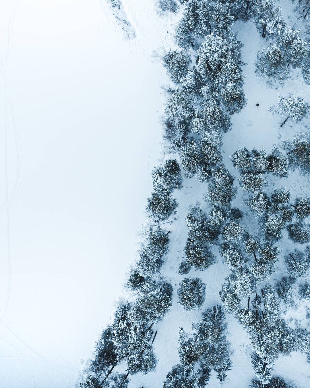 Фото дня от сыктывкарца: сказочный декабрьский лес, каким его видят птицы