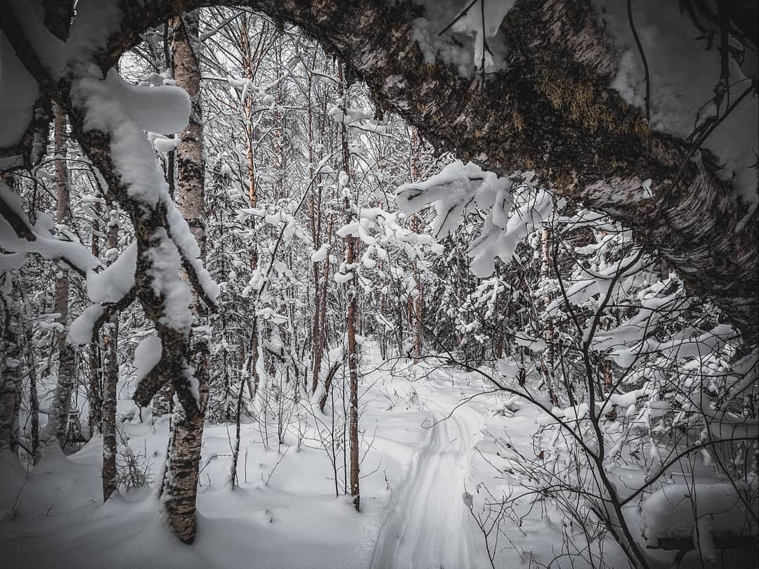 Фото дня в Сыктывкаре: морозное утро в лесной чаще