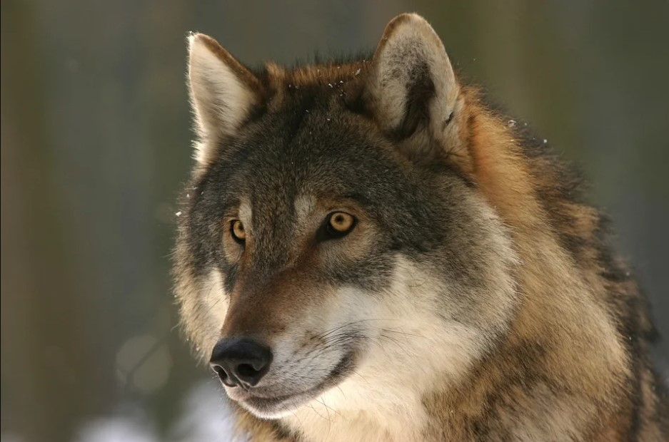 Жители коми поселка оскорбляют охотников, которые защищают их от волков
