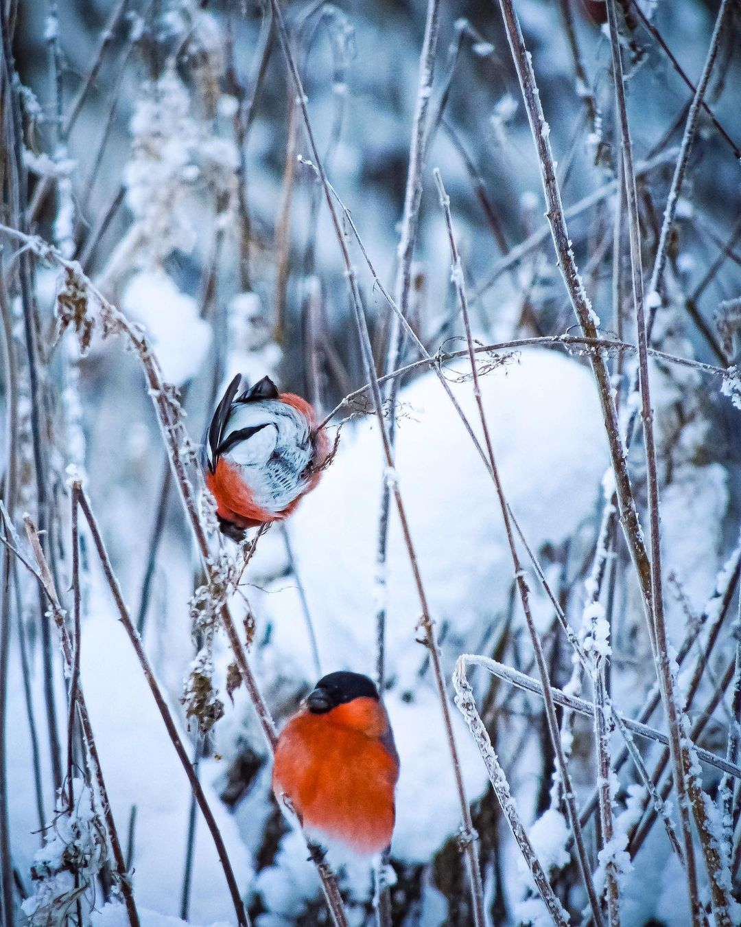 Фото дня в Сыктывкаре: красногрудые снегири