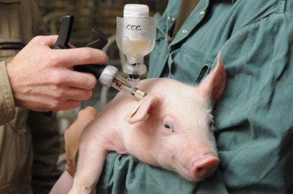 Африканская свиная чума в Коми: эксперты рассказали об опасности болезни для человека