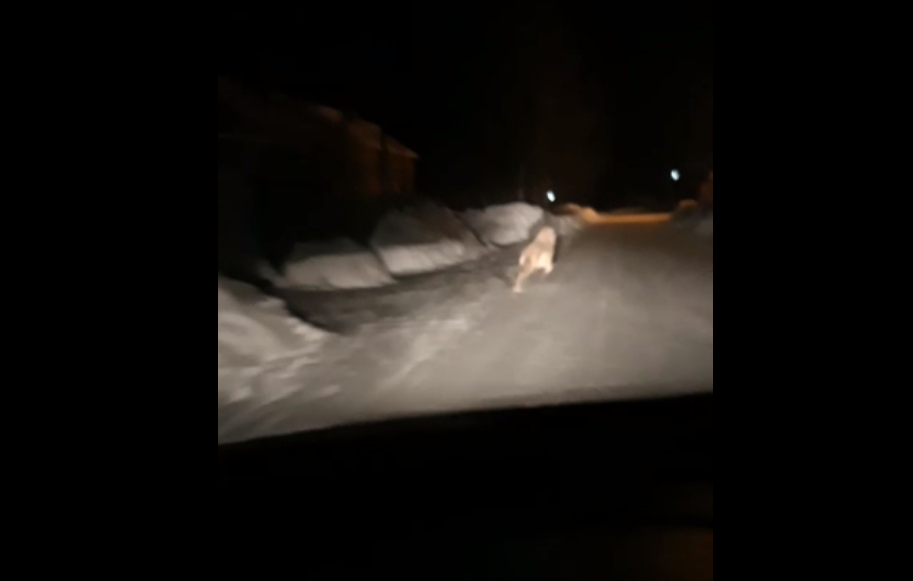 В Коми волк удирал от машины с головой собаки в зубах (видео)
