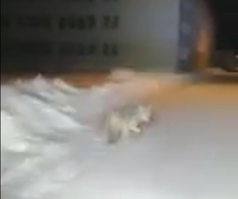 Жители Коми устроили погоню за волком, который гулял возле детского сада (видео)