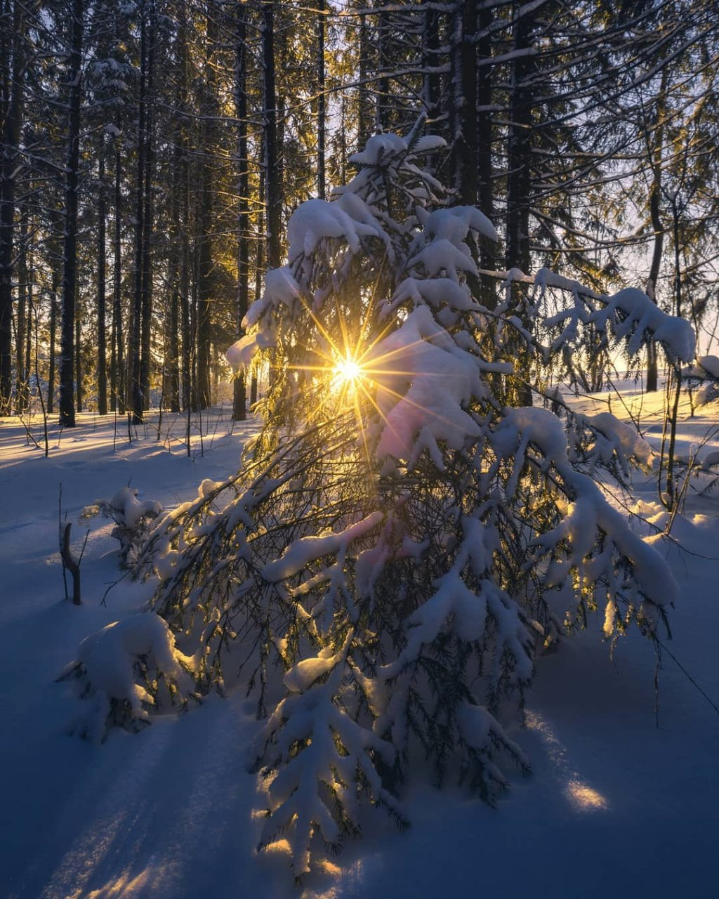 Фото дня в Сыктывкаре: завораживающий рассвет в зимнем лесу