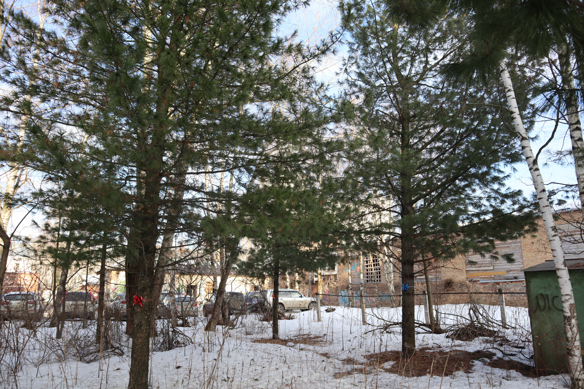 Кедровые войны: деревья в центре Сыктывкара хотят «укатать в бетон»