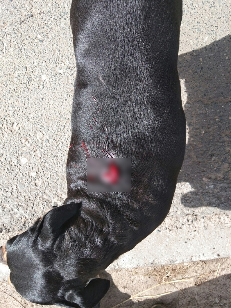 «Феня просто стояла рядом с машиной»: сыктывкарка рассказала, что в ее собаку выстрелил сосед