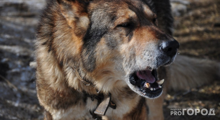 Сыктывкарка: «Мужчина избил моего пса голыми руками и добил доской»