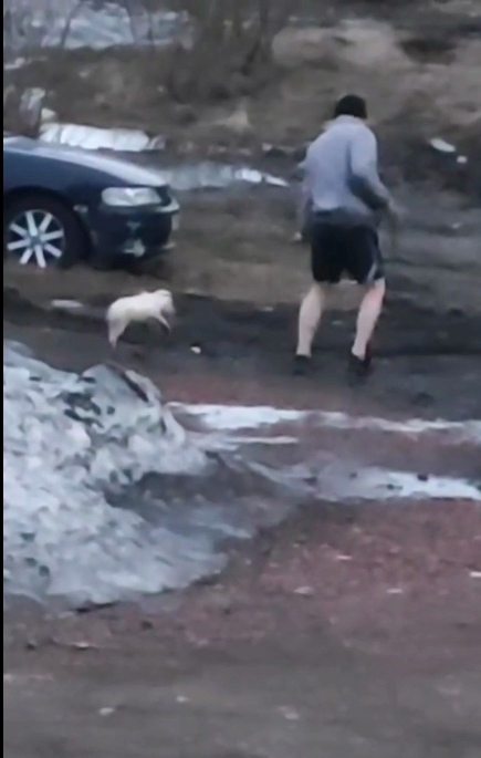 В Воркуте мужчина жестоко избил своего щенка прямо на улице
