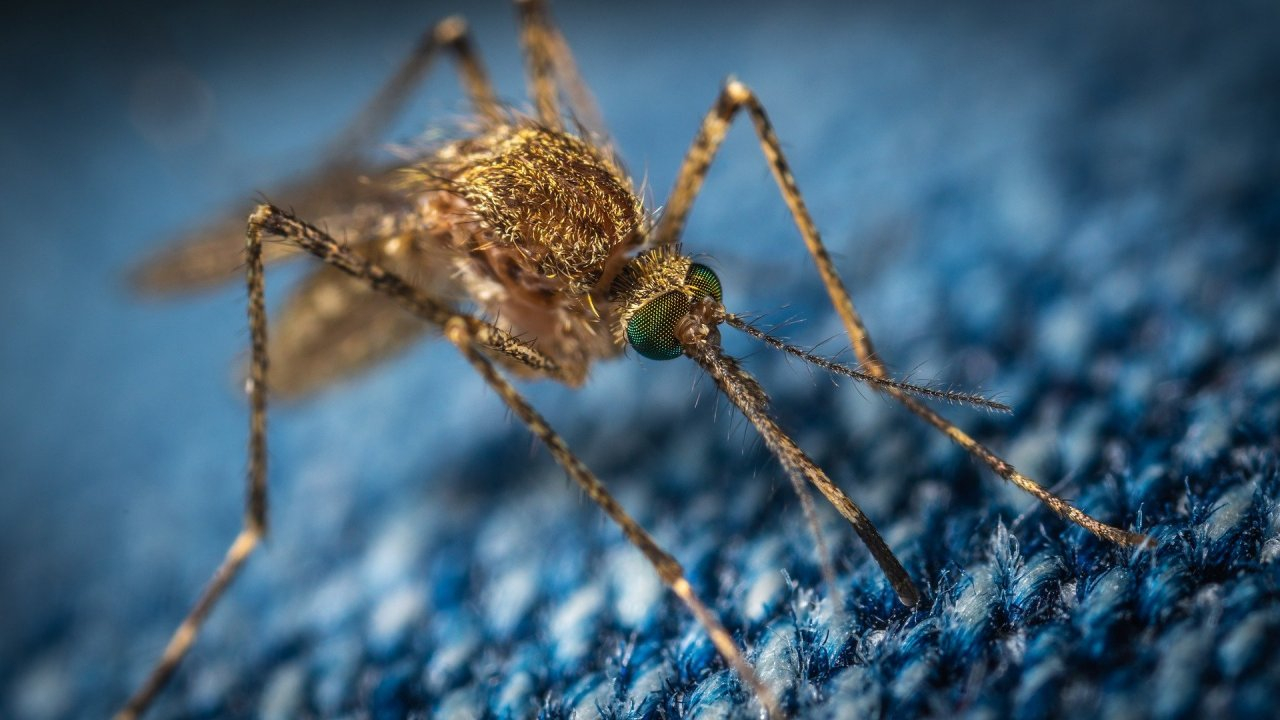 Кого и почему кусают комары: мнение ученых