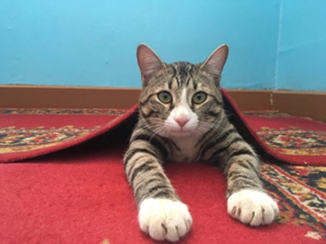 Кот из Коми участвует в конкурсе на самого культурного музейного кота