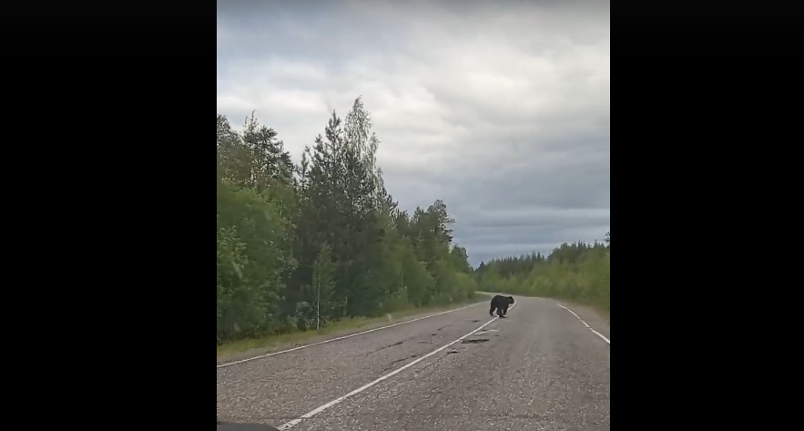 На трассе в Коми бегал медведь (видео)