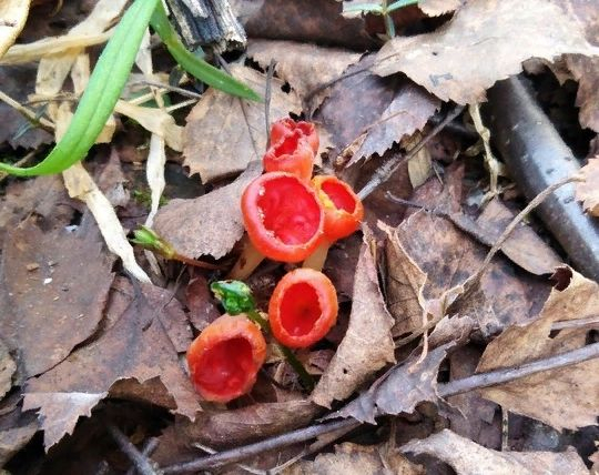 В нацпарке одного из районов Коми нашли удивительный редкий гриб