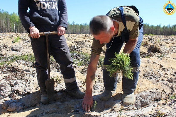 Заключенные и сотрудники колонии-поселения в Коми высадили 4 гектара сосен