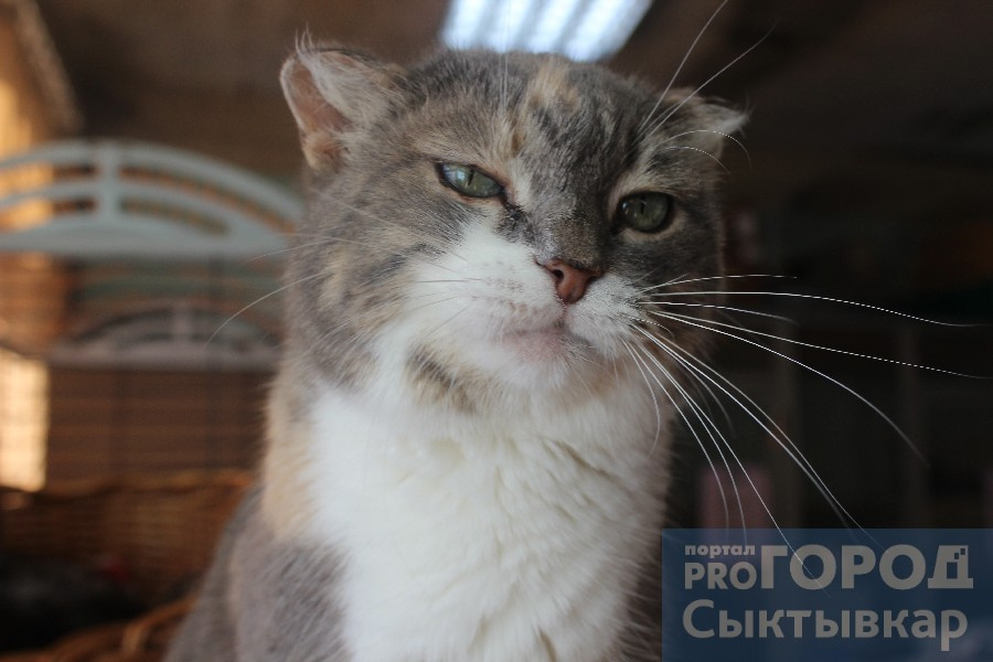 В кошачьем приюте закончились места: волонтеры просят помощи у сыктывкарцев