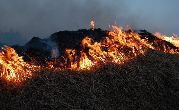 Жителям двух районов Коми посоветовали не ходить в лес: в регионе сохраняется высокая пожароопасность