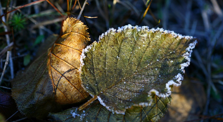В Коми придут заморозки: в МЧС сообщили о холодах