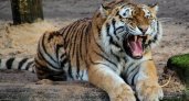 Сильный, решительный, смелый: каким будет 2022 год - год Голубого тигра 