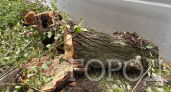 В Сыктывкаре дерево, в которое въехал автобус, срубили