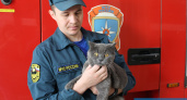 "Все его любят": как живет сыктывкарский кот-пожарный по кличке Гоша