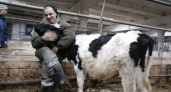 Спасенным коровам из вуктыльской фермы нашли нового хозяина 