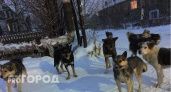 Города и районы Коми получат более 31 миллиона рублей на отлов собак