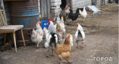 Птицефабрика "Зеленецкая" возобновила производство куриного мяса