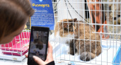 Жители Сыктывкара cмогут подарить новый дом кошкам из приюта