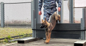В Коми служебная собака помогла раскрыть кражу