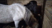 В ухтинском поселке Шудаяг сняли карантин по анемии лошадей