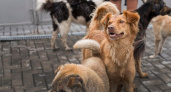 В микрорайоне Нижний Чов беспризорные агрессивные собаки набросились на детей
