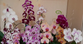 Орхидея цветет пышными бутонами целый год - всего 1 хитрость во время полива