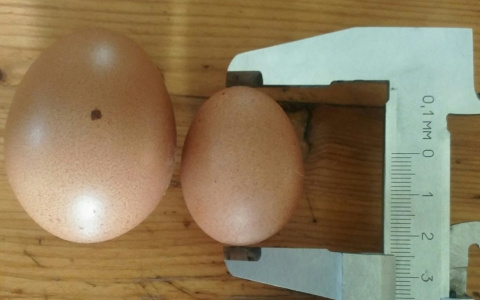 Под Сыктывкаром курица снесла яйцо-крошку (фото)