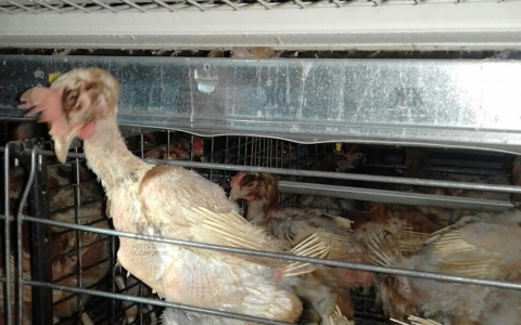 Жители Коми пришли в ужас от новой диеты кур на птицефабрике (фото)