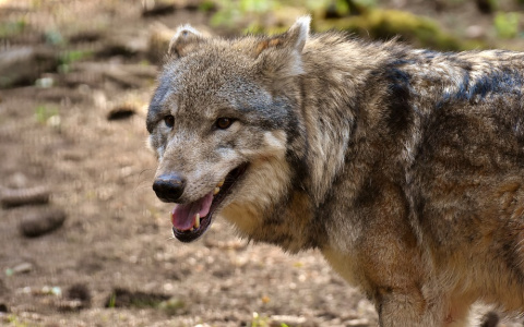 В Коми волки начали убивать собак и рогатый скот