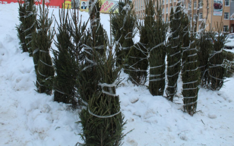 Стало известно, сколько елок срубили жители Коми к Новому году