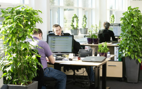 Растения в офисе повысят психологический комфорт персонала