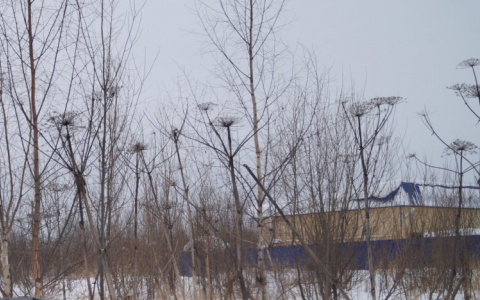 На борьбу с борщевиком в Сыктывкаре выделят больше миллиона рублей