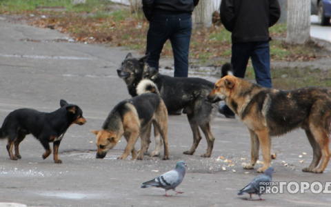 В Коми отловом бездомных собак хотел заняться перевозчик